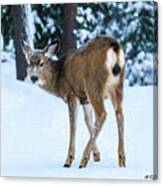 The Deer Stare Canvas Print