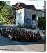 The Duck Whisperer - Bali, Indonesia Canvas Print