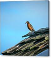 The Early Bird Gets The Worm Canvas Print