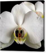 The Face Of An Orchid Canvas Print