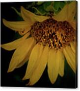 The Flashy Wild Sunflower Canvas Print