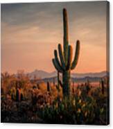 The Golden Hour In Arizona Canvas Print