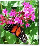 The Good Life -- Golden Longwing Butterfly In Santa Barbara Museum Of Natural History, California Canvas Print
