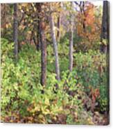 The Green Ground Covering In The Autumn Woods Canvas Print