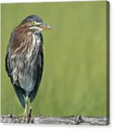 The Green Heron Canvas Print