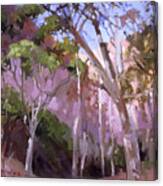 The Gum Grove Catalina Canvas Print