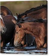 The Huddled Mares. Canvas Print