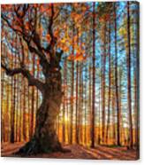 The King Of The Trees Canvas Print