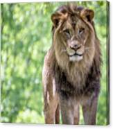 The King Canvas Print
