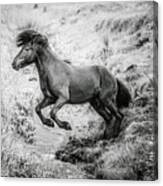 The Leap Ii - Horse Art Canvas Print