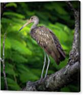 The Limpkin In The Tree Canvas Print