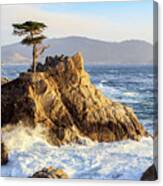 The Lone Cypress Canvas Print