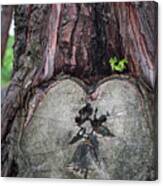 The Love Of A Tree Canvas Print