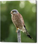 The Male Kestrel Hunting On Top Of A Round Pole Canvas Print