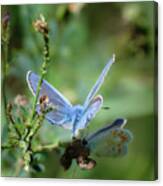 The Mirrors Butterfly Canvas Print