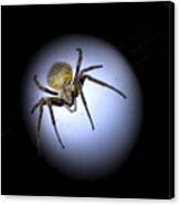 The Moon Spider Canvas Print