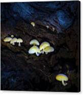The Mushroom Cave Canvas Print