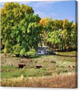 The Old Buchta Place - Abandoned Homestead On Nd Prairie With Simmental Cattle Grazing Canvas Print