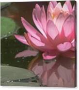 The Pink Lotus Canvas Print