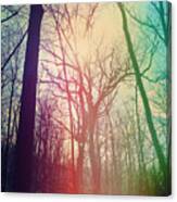 The Rainbow Forest Canvas Print