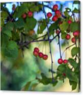 The Red Berries Canvas Print
