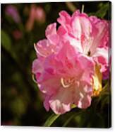 The Rhododendron And The Bee Canvas Print