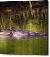The River Alligator Canvas Print