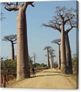The Road In Baobab Alley In Madagascar Kn25 Canvas Print