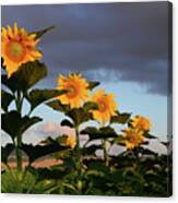 The Row Of Sunflowers Canvas Print