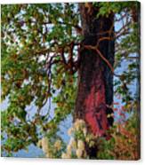 The Sacred Madrone Tree Canvas Print