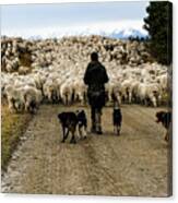 While Shepherds Watched - High Country Muster, South Island, New Zealand Canvas Print