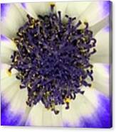 The So Insightful Cineraria Canvas Print