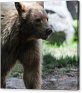 The Spirit Bear Canvas Print