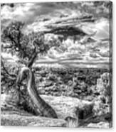 The Spirit Tree - Canyonlands National Park - Utah Canvas Print