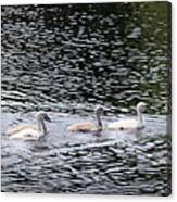 The Swan Family Canvas Print