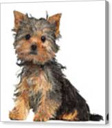 The Sweetest Angel, Yorkshire Terrier Puppy Dog Canvas Print