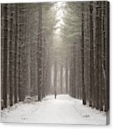 The Tall Pines Canvas Print