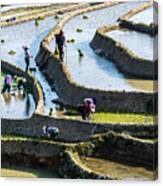 The Terraced Fields Of Spring And The People Working In The Terraced Fields Canvas Print