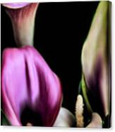 The Three Calla Lilies Canvas Print