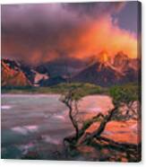 The Twin Trees Canvas Print