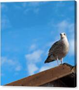 The Watchful Gull Canvas Print