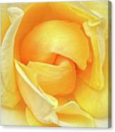 The Yellow Rose Canvas Print