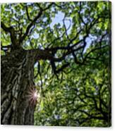 Things Are Looking Up #2 - Mighty Oak In Lake Kegonsa Sp - Wi Canvas Print