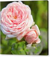 This Is Rose And Baby Bud Canvas Print