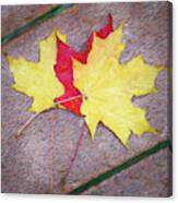 Three Autumn Leaves On A Bench Canvas Print