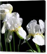 Three Beautiful White Irises Canvas Print