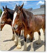 Three Clydesdales Canvas Print