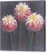 Three Dahlias Canvas Print