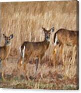 Three Deer In The Field Canvas Print