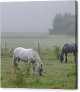 Three Horses In A Pasture A Foggy Morning Canvas Print